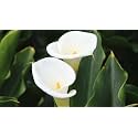 Live Arum Lily Plant with Pot 