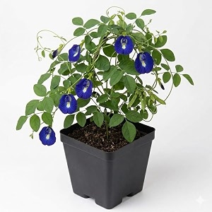 live blue aparajita plant in pot  butterfly pea flowering vine  pack of 1