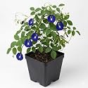 Live Blue Aparajita Plant in Pot | Butterfly Pea Flowering Vine | Pack of 1