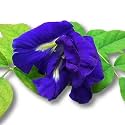 Live Blue Aparajita Plant with Pot 