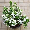 Live Chameli Bel Plant with Pot 