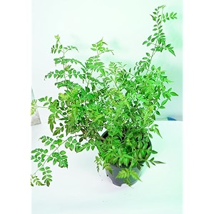 Live Chameli Bel Plant with Pot