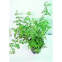 Live Chameli Bel Plant with Pot 