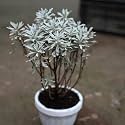 Live English Lavender Plant with Pot 