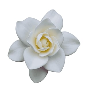 Live Gandharaj Flower Plant Cape Jasmine