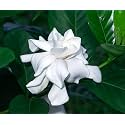 Live Gandharaj Flower Plant Cape Jasmine