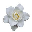 Live Gandharaj Flower Plant Cape Jasmine