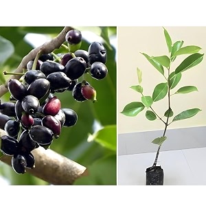 live grafted black jamun plant  hybrid sweet kala jamun fruit tree  rare tropical kalo jam plant  all-season healthy fruiting tree for home garden