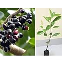 Live Grafted Black Jamun Plant | Hybrid Sweet Kala Jamun Fruit Tree | Rare Tropical Kalo Jam Plant | All-Season Healthy Fruiting Tree for Home Garden