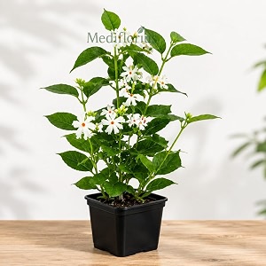 live harsingar plant in pot  parijat night jasmine  pack of 1