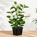 Live Harsingar Plant in Pot | Parijat Night Jasmine | Pack of 1