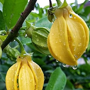 Live Hirwa Chafa Plant Hari Champa