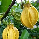 Live Hirwa Chafa Plant Hari Champa
