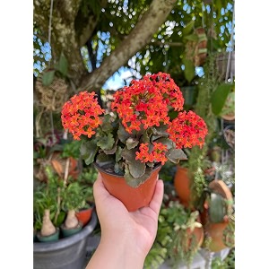 Live Kalanchoe Plant with Pot Flowering