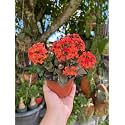 Live Kalanchoe Plant with Pot Flowering