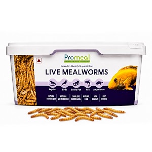 promeal live larvae mealworms high protein treat for aquarium fishes birds reptiles monkeys amp exotic pets 250 mealworms