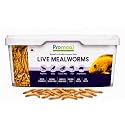 Promeal Live Larvae Mealworms High Protein Treat for Aquarium Fishes, Birds, Reptiles, Monkeys & Exotic Pets (250 Mealworms)