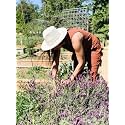 Live Lavender Plant with Pot Aromatic