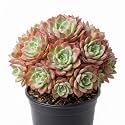 Live Laxmi Kamal Succulent Plant - Indoor
