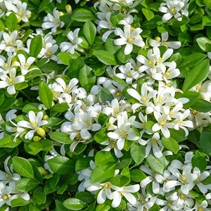 Live Madhu Kamini Plant Murraya Paniculata