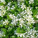 Live Madhu Kamini Plant Murraya Paniculata 