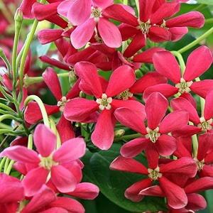 Live Madhumalti Plant Rangoon Creeper Pack of