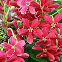 Live Madhumalti Plant Rangoon Creeper Pack of