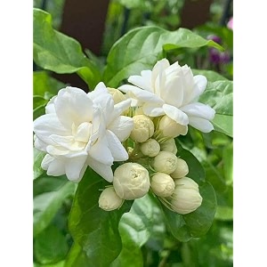 live mogra plant with pot  arabian jasmine flower plant  live mogra plant with sweet scented white flowers  fragrant indoor outdoor flowering plant for home garden balcony terrace decor  pack of 1