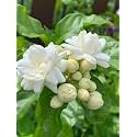 Live Mogra Plant with Pot | Arabian Jasmine Flower Plant | Live Mogra Plant with Sweet Scented White Flowers | Fragrant Indoor Outdoor Flowering Plant for Home Garden Balcony Terrace Decor | Pack of 1