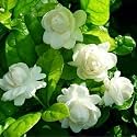 Live Mogra Plant Rare Arabian Jasmine 