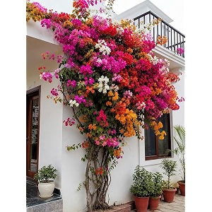 live multicolor bougainvillea flowering ornamental climber plant