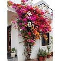 Live Multicolor Bougainvillea Flowering Ornamental Climber Plant