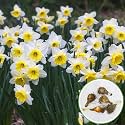 Live Nargis Plant Pack of 1 