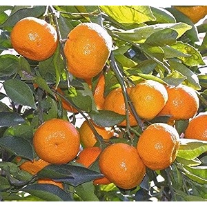 live orange nagpurgrafted - fruit plants amp tree