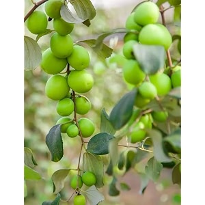 Live Original Grafted Green Ber Apple Ber