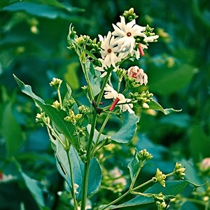 Live Parijaat Harsingar Plant with Pot