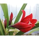 Live Peace Lily Plant Red Blush Spathiphyllum