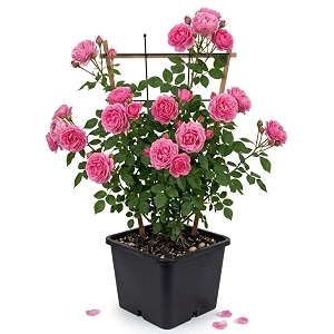 live pink climbing rose plant in pot  fragrant flowering creeper  pack 1