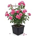 Live Pink Climbing Rose Plant in Pot | Fragrant Flowering Creeper | Pack 1