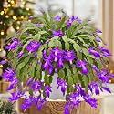 Live Purple Christmas Cactus Plants 4-7 Inches, Home Decor