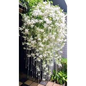 Live Raat Ki Rani Plant Cestrum Nocturnum