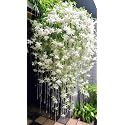 Live Raat Ki Rani Plant Cestrum Nocturnum