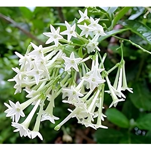 Live Raat Rani Plant Cestrum nocturnum