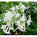 Live Raat Rani Plant Cestrum nocturnum 