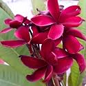 Live Red Champa Plumeria Rubra Live Flowering