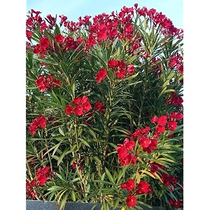 Live Red Kaner Plant Oleander Flowering