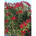 Live Red Kaner Plant Oleander Flowering
