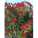 Live Red Kaner Plant Oleander Flowering