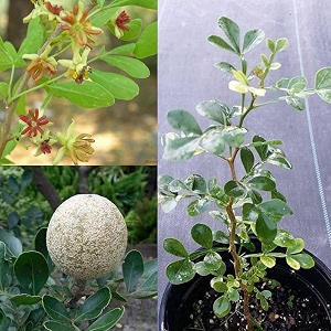 live sweet wood apple plant  kaithakoth belelephant apple tree  healthy grafted hybrid sapling limonia acidissima  ayurvedic medicinal fruit plant for home garden amp orchard