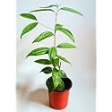 Live Tej Patta Tamalpatra Indian Bay Leaf